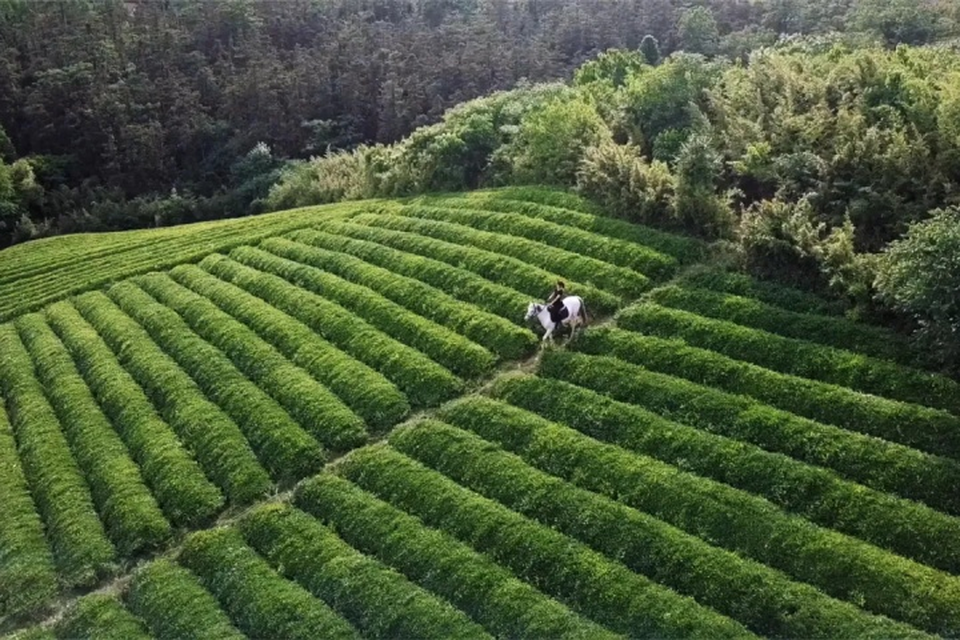 Sau câu nói của bố, cô gái về quê cải tạo nhà nông thôn thành dinh thự - 8 Sau câu nói của bố, cô gái về quê cải tạo nhà nông thôn thành dinh thự - 8