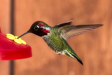 Tại sao chim ruồi phát ra tiếng vo ve?