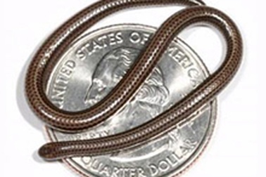 Phát hiện con rắn nhỏ nhất thế giới