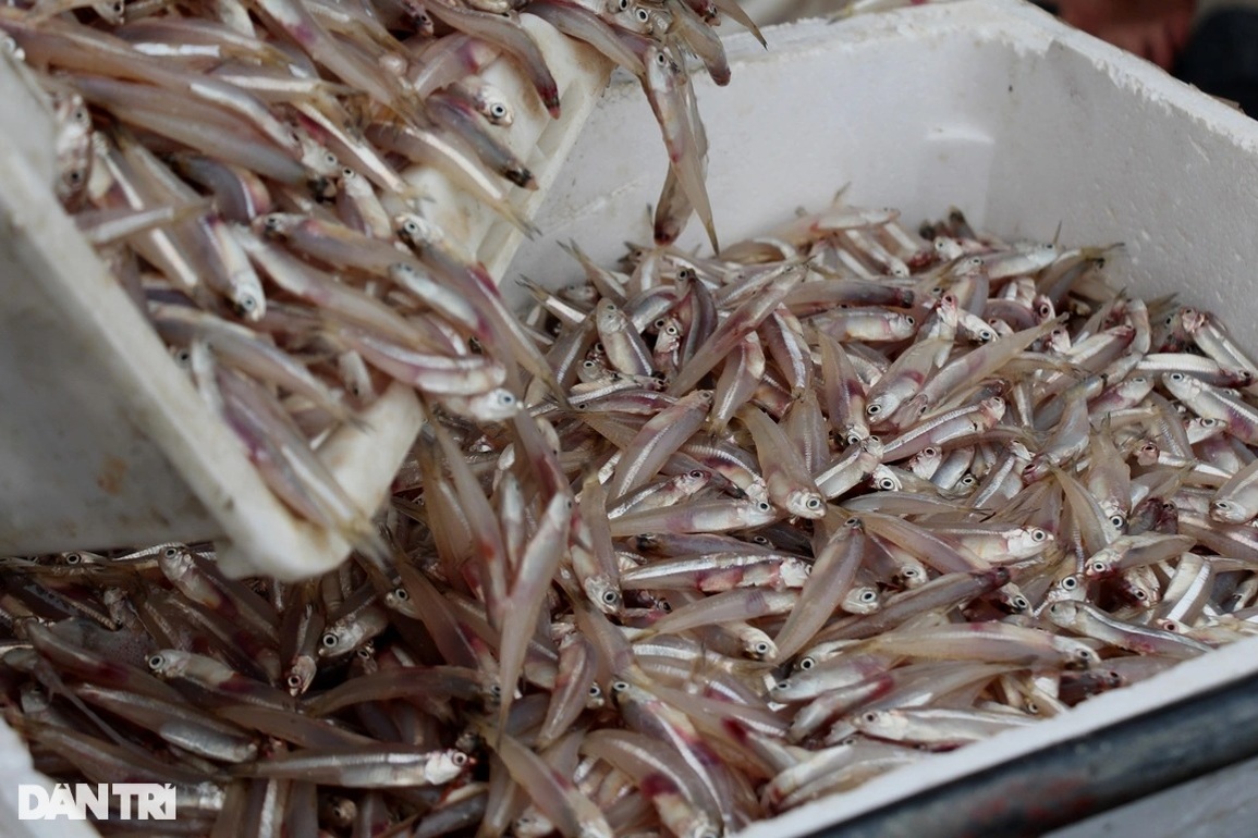 Ngư dân ven biển trúng đậm cá cơm - 7 Ngư dân ven biển trúng đậm cá cơm - 7