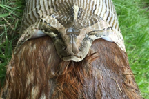 Loài trăn có thể nuốt con mồi to lớn tới đâu?