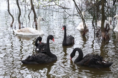 Từ Kong đến thiên nga: Đừng có cái gì cũng mang ra Hồ Gươm