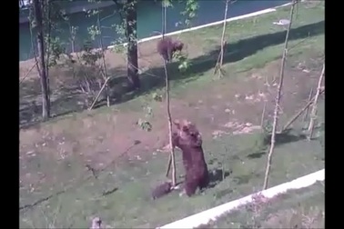 Bật cười trước hình ảnh gấu mẹ giải cứu gấu con bị mắc kẹt trên ngọn cây