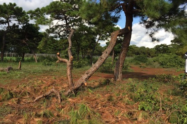 Tái diễn tình trạng “bức tử” rừng thông tại Gia Lai