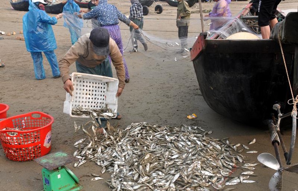 Thanh Hoá: “Hốt bạc” mùa cá trích ở Sầm Sơn - 13 Thanh Hoá: “Hốt bạc” mùa cá trích ở Sầm Sơn - 13