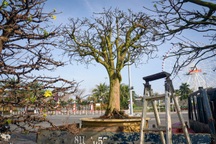 "Lão mai" trăm tuổi được hét giá 3 tỷ đồng… suốt 10 năm vẫn "ế"