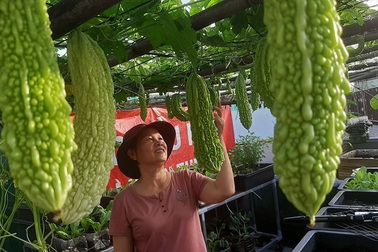 Quả trĩu cành, gà đẻ trứng trên sân thượng của bà chủ nhà trọ Sài Gòn