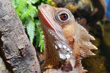 Loài bò sát kỳ lạ có thể… tự chuyển đổi giới tính