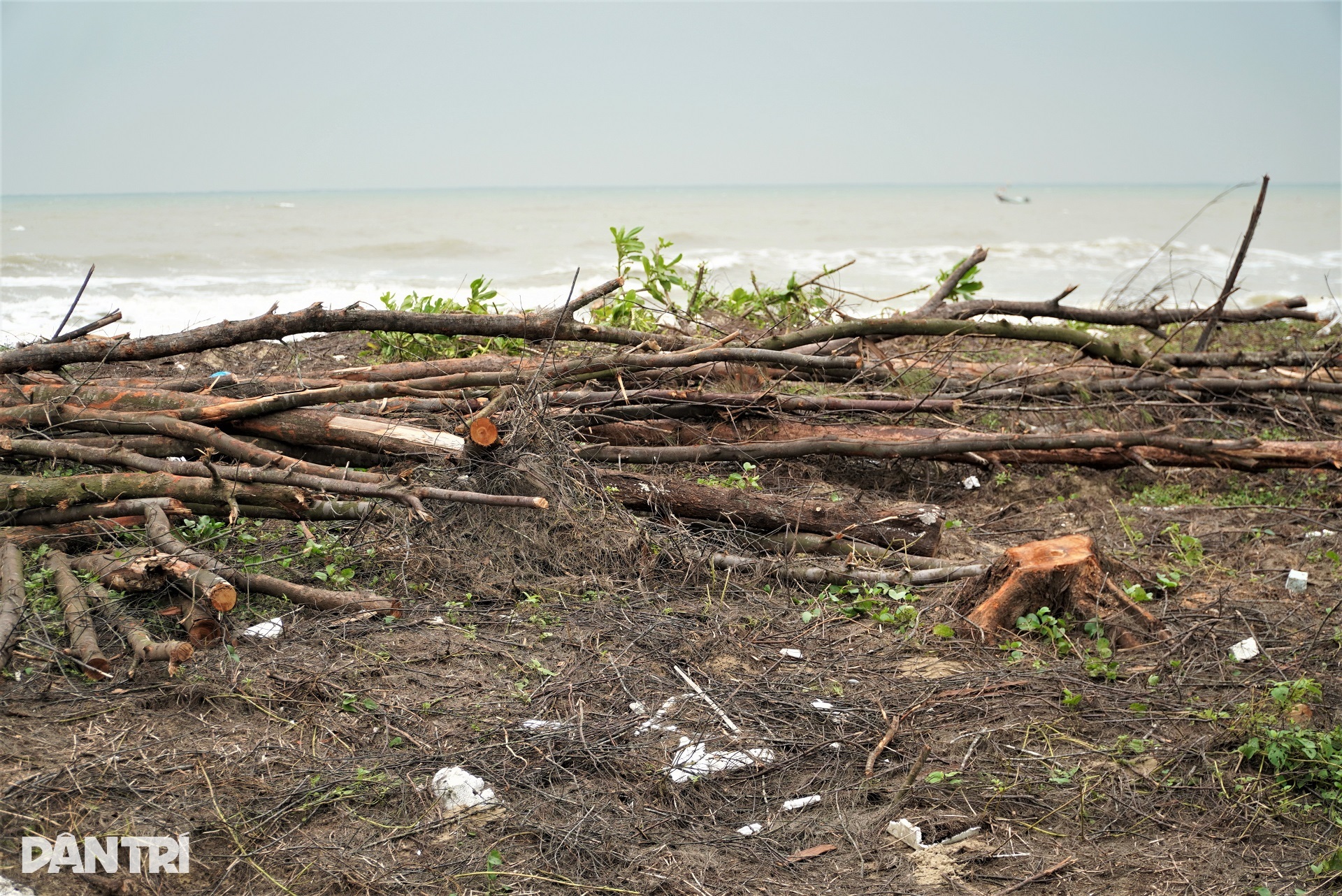 Lá chắn xanh xơ xác sau hai cơn bão dữ - 6 Lá chắn xanh xơ xác sau hai cơn bão dữ - 6