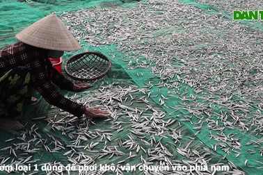 Ngư dân Quảng Nam phấn khởi được mùa cá cơm