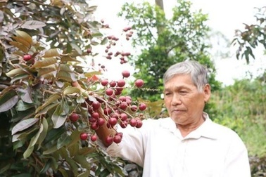 Độc, lạ nhãn tím đắt gấp 5 lần nhãn thường vẫn "hút khách"