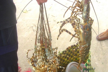 Người nuôi tôm hùm lao đao vì bệnh sữa