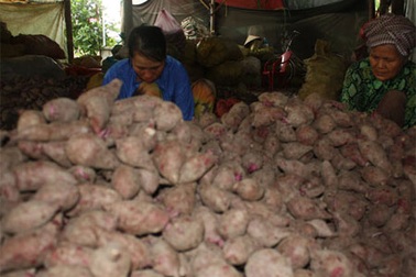 Người trồng khoai lang bị “mắc bẫy”