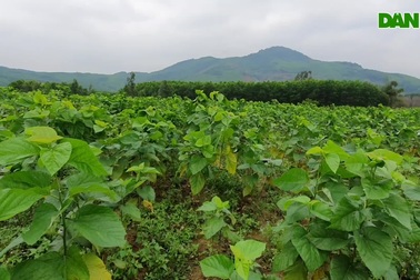 Mô hình trồng dâu nuôi tằm quy mô lớn đầu tiên ở Hà Tĩnh.