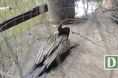 Bàn giao chim quý người dân giăng lưới bắt được cho Thảo Cầm Viên