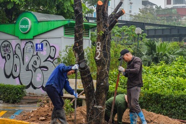 Hà Nội di dời hàng cây nhãn 30 năm tuổi để trồng thay thế cây giáng hương