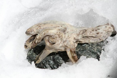 Tìm thấy xác ướp sơn dương đóng băng cực hiếm trên dãy Alps