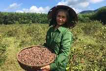 Lao động miền núi thu gần 1 triệu đồng/buổi nhờ cây sim