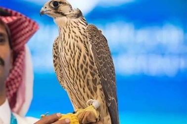 Con chim ưng được bán với giá 108.000 USD