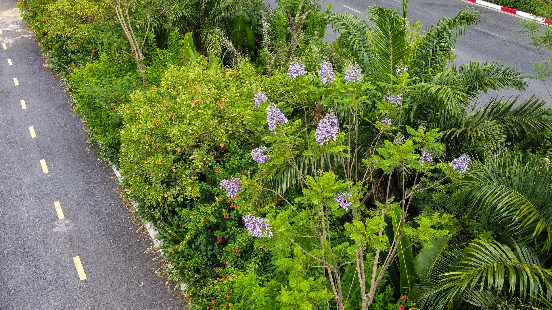 Thổn thức với thức hoa tím khiến người Hà Nội nhớ Đà Lạt - 16