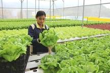 Đại sứ quán Hàn Quốc cảnh báo tình trạng môi giới lao động thời vụ