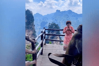 Mải múa hát, nữ du khách bị khỉ cướp túi xách