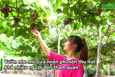 Chàng trai hô biến đất lúa thành vườn nho đẹp hút hồn du khách