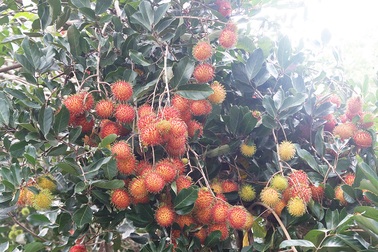 Khám phá chôm chôm Long Khánh ngày mùa