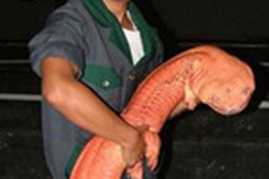 10 “công dân” lưỡng cư hiếm nhất thế giới