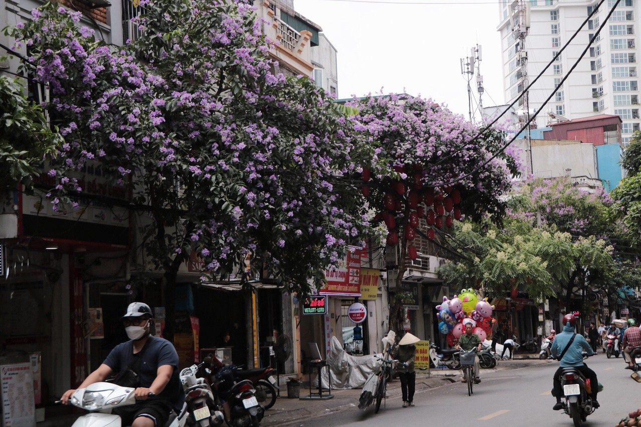 Hoa bằng lăng tím nồng nàn từng góc phố - 4