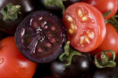 Cà chua biến đổi gien có thể phòng bệnh ung thư