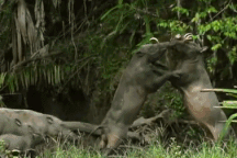 Kỳ lạ loài lợn có răng nanh mọc ngược xuyên thủng hộp sọ