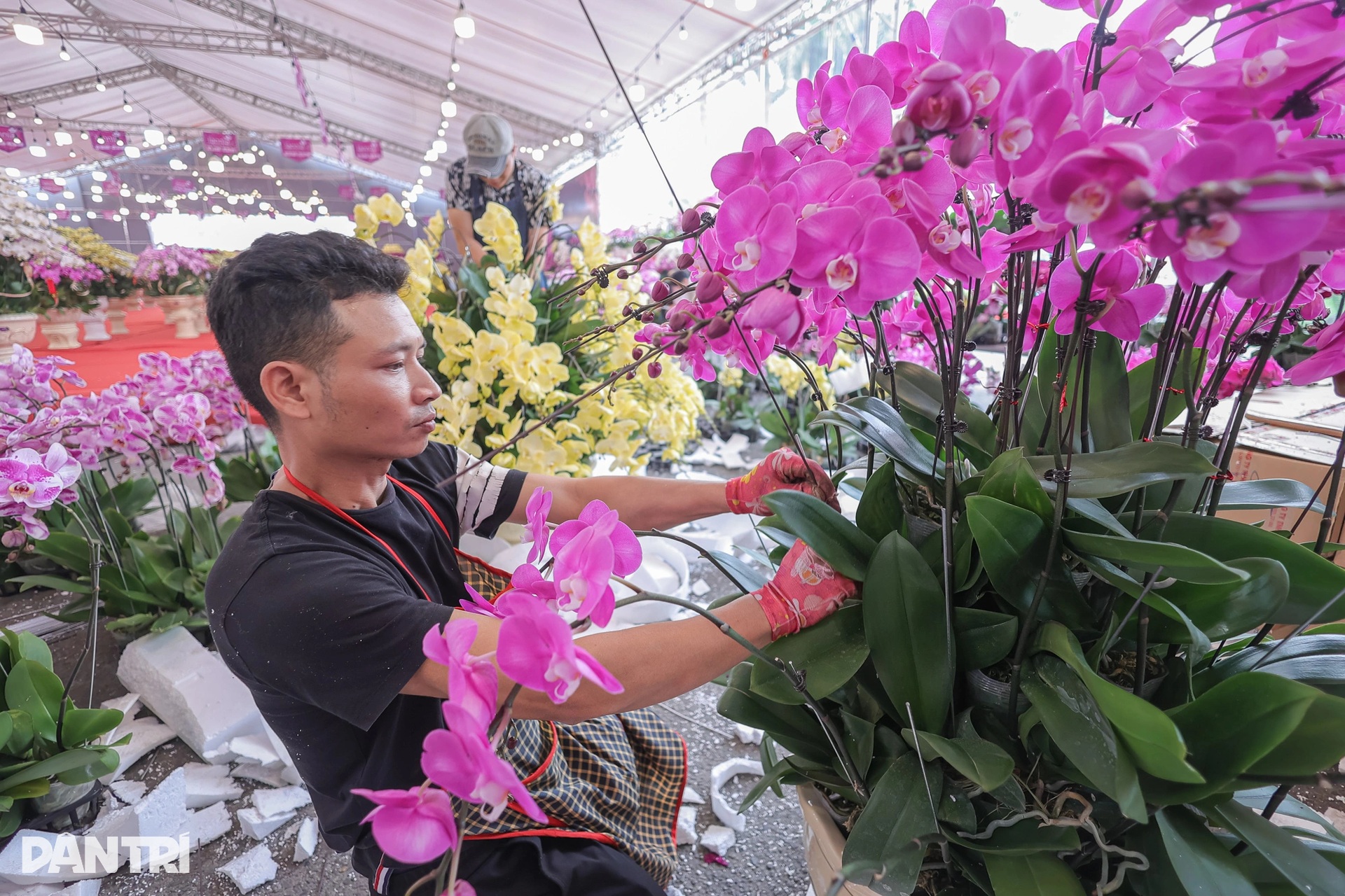 Chậu lan hồ điệp nghìn cành, nặng hơn 1 tấn có giá bán 3,8 tỷ đồng - 7 Chậu lan hồ điệp nghìn cành, nặng hơn 1 tấn có giá bán 3,8 tỷ đồng - 7