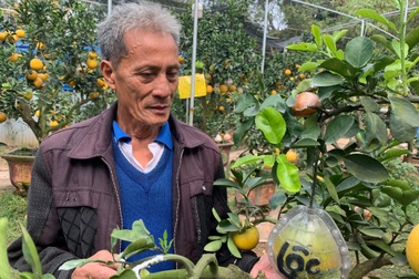 Lão nông "phù thủy" ở Hà Nội với biệt tài ghép năm loại quả trên một cây