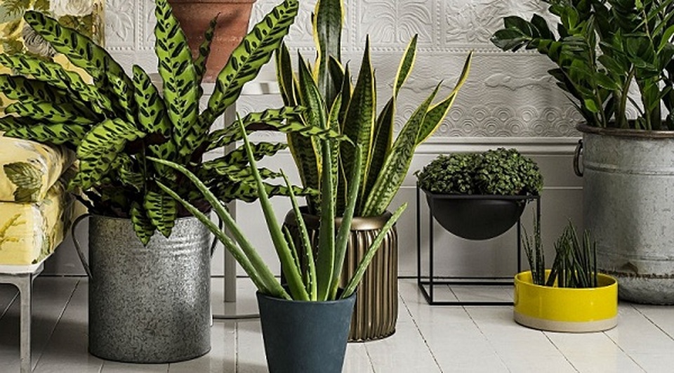 Bất ngờ chiêu độc kiến tạo không gian làm việc ở nhà tránh dịch Covid-19 - 6