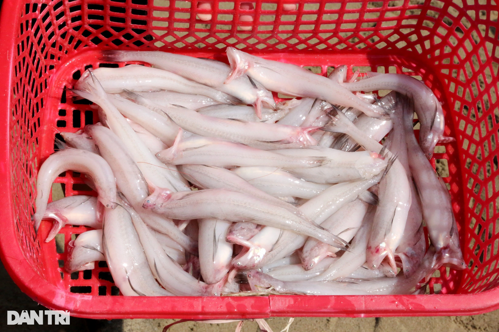 Loài cá từng bỏ đi nay thành đặc sản, thương lái tranh nhau mua - 4 Loài cá từng bỏ đi nay thành đặc sản, thương lái tranh nhau mua - 4