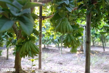 Bài thuốc quý từ loại quả quen thuộc trong mâm ngũ quả ngày Tết