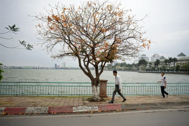 Cảnh sắc tuyệt đẹp mùa lộc vừng thay lá tại Hà Nội