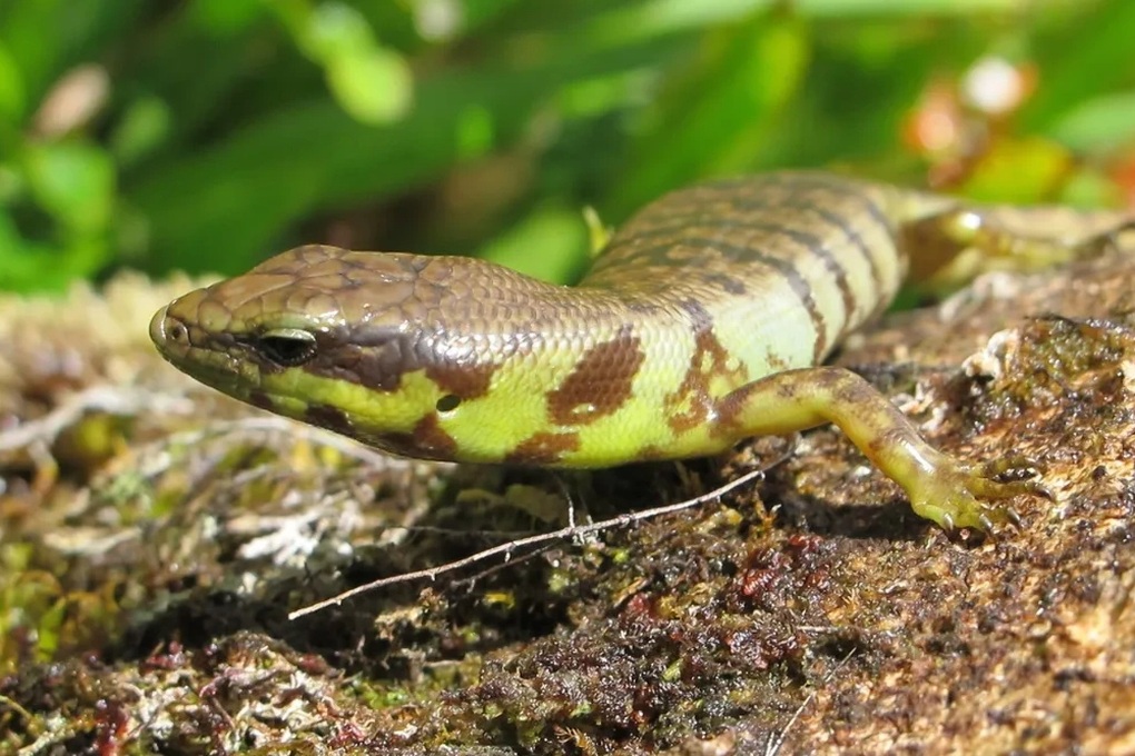 Kỳ lạ loài thằn lằn có máu xanh, nằm ngoài hiểu biết của khoa học - 1 Kỳ lạ loài thằn lằn có máu xanh, nằm ngoài hiểu biết của khoa học - 1