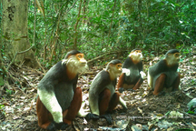 Nhiều loài động vật rừng Việt Nam không được ghi nhận, nguy cơ tuyệt chủng