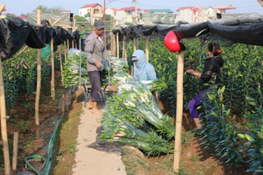 Hà Nội: Dân mất tiền tỷ vì hoa ly nở sớm