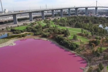 Hồ nước đột nhiên chuyển sang màu hồng kỳ lạ, bốc mùi hôi thối