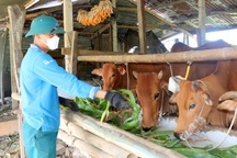 Lao động hồi hương để tránh dịch được nhận "phao cứu sinh"