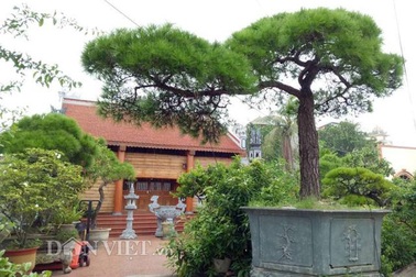 Vạn tùng cổ 2 tỷ đồng không bán, gốc sưa triệu USD lăn lóc xó nhà