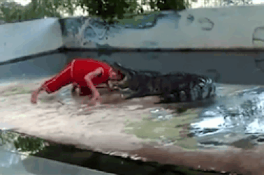 Thót tim cảnh cá sấu “ngoạm” đầu diễn viên xiếc