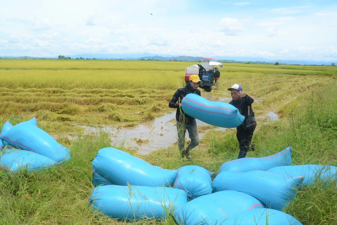 Nông dân đổi đời nhờ giống gạo ngon nhất thế giới trồng dưới chân núi lửa - 6 Nông dân đổi đời nhờ giống gạo ngon nhất thế giới trồng dưới chân núi lửa - 6