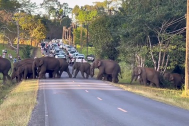 Các phương tiện giao thông phải dừng lại để nhường cho đàn voi qua đường