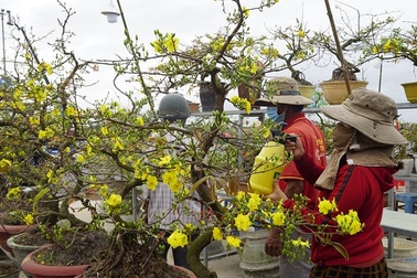 Thương lái bỏ cọc, chủ vườn chuyển mai về chăm cho vụ năm tới