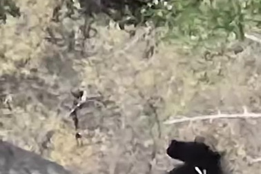 Khỉ đầu chó kéo đuôi báo hoa mai để trêu chọc