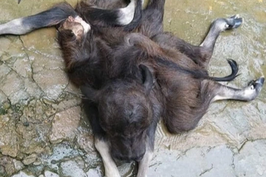 Xôn xao hình ảnh nghé con có 8 chân, 2 miệng và 3 mắt ở Thanh Hóa